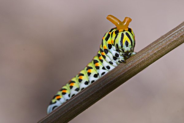 "Юность махаона"