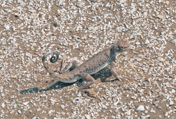 "Вот поэтому и вертихвостка".