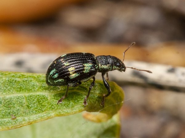 "Обляпавшийся".