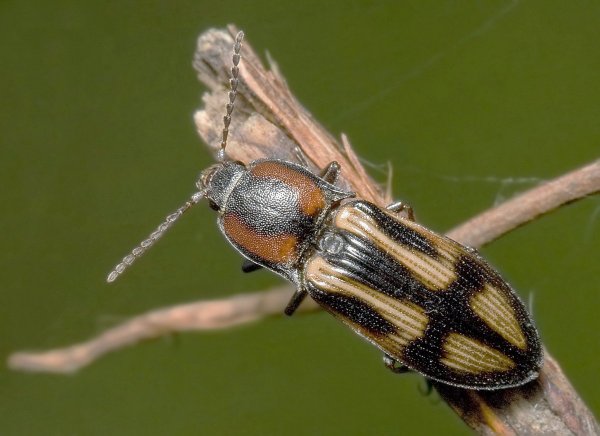 Щелкун-крестоносец - Selatosomus cruciatus 02