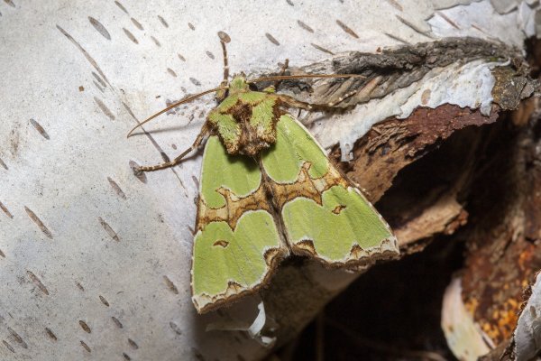 Совка Staurophora celsia (Linnaeus, 1758).