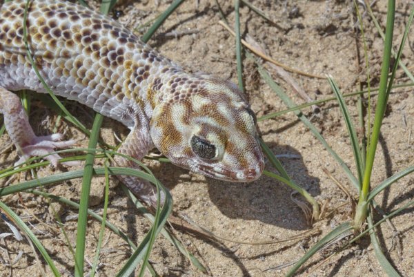 Сцинковый геккон (Teratoscincus scincus).