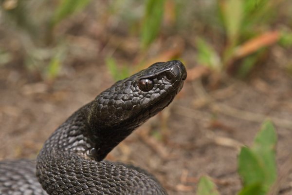 Красноглазая.