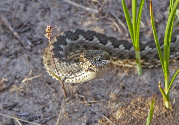 Восточная степная гадюка - Vipera renardi (Christoph, 1861).