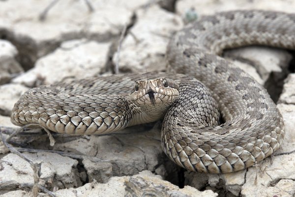 Восточная степная гадюка - Vipera renardi (Christoph, 1861)