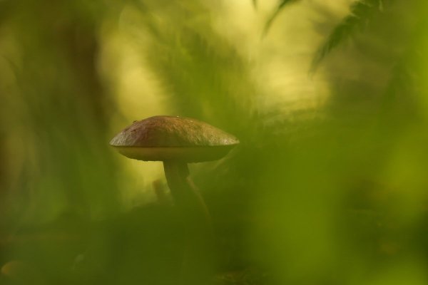 Старичок боровичок