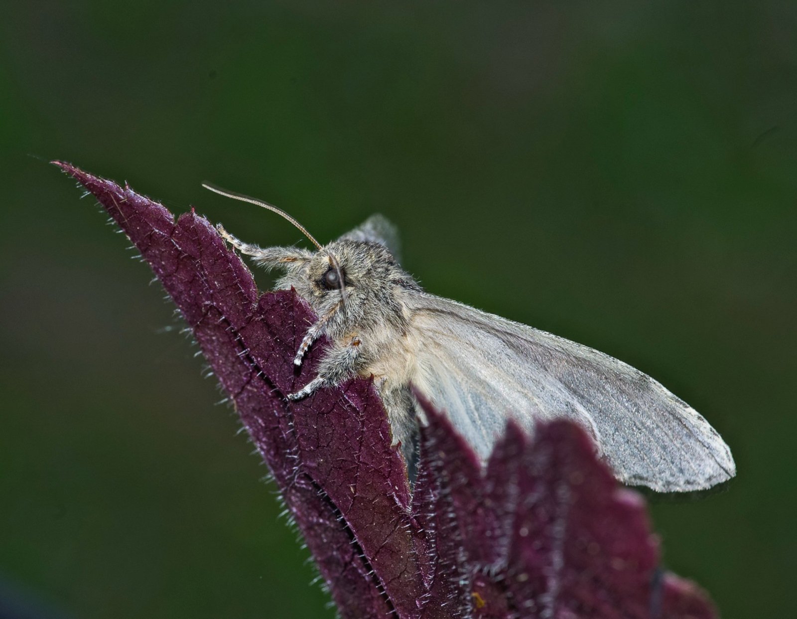 IMGP0390 чек1.jpg