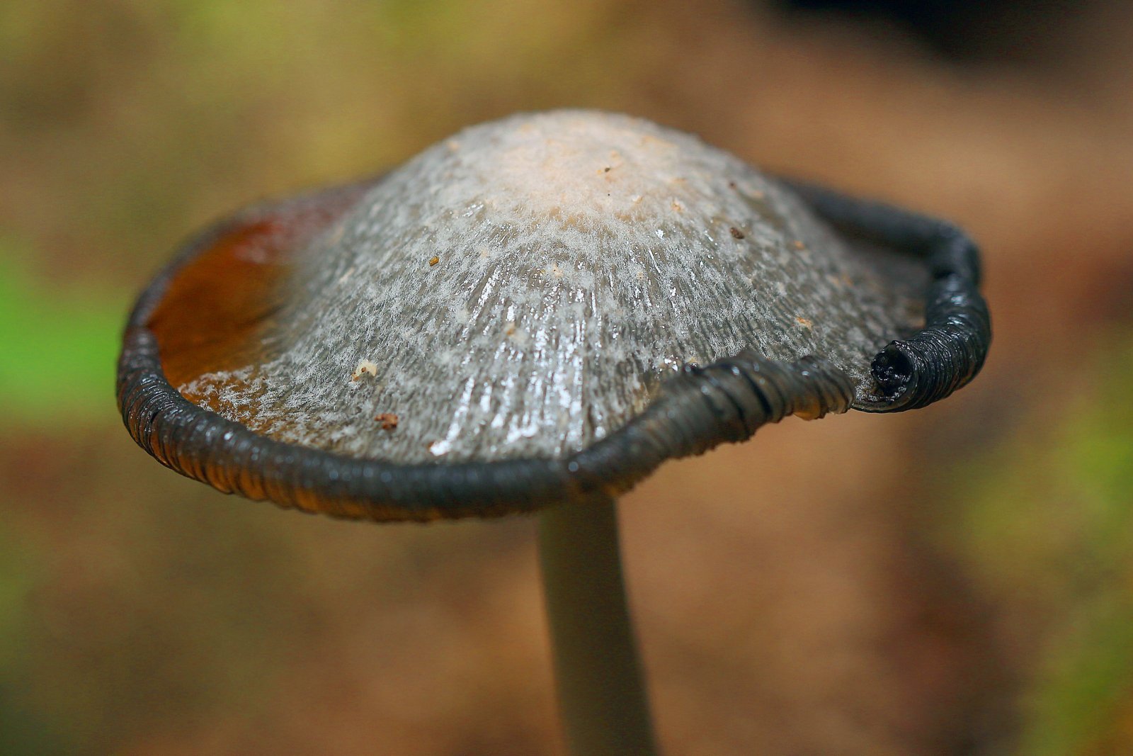 IMG_1142-1 (Навозник обыкновенный  Coprinopsis cinerea).jpg