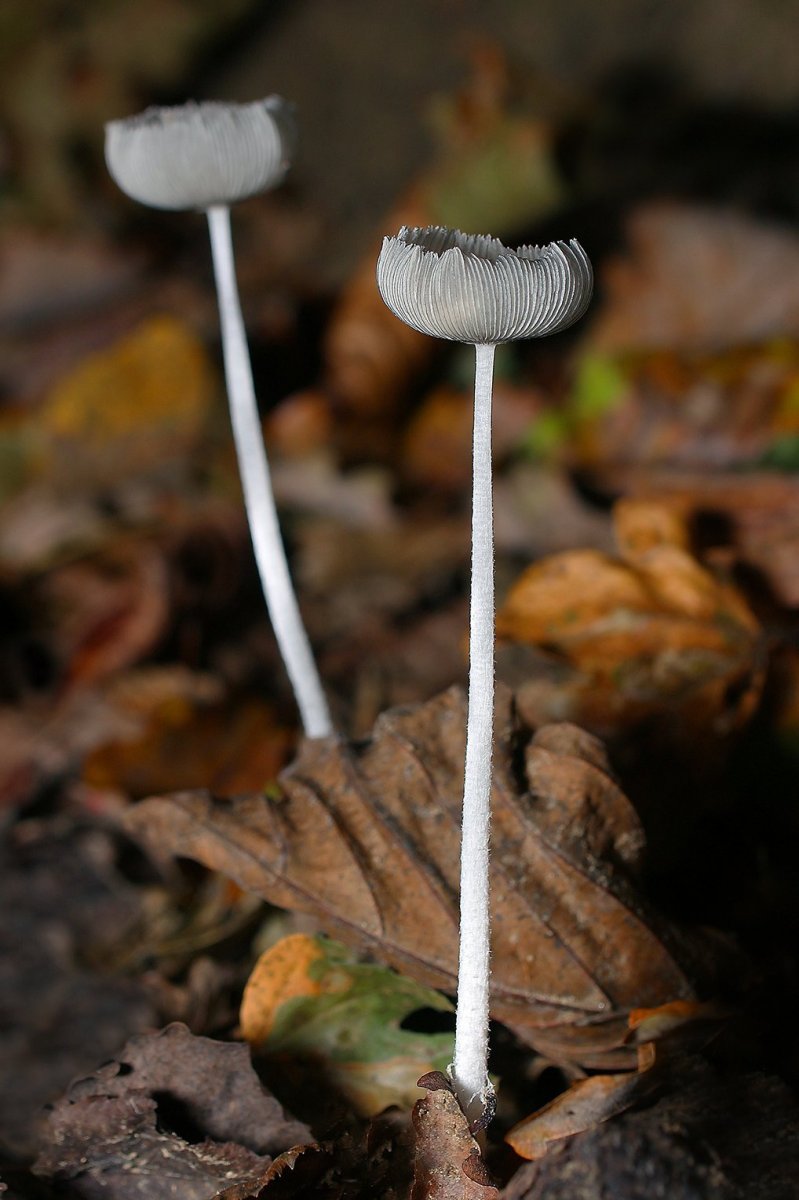 IMG_1152-1 копияНавозник обыкновенный  (Coprinopsis cinerea).jpg