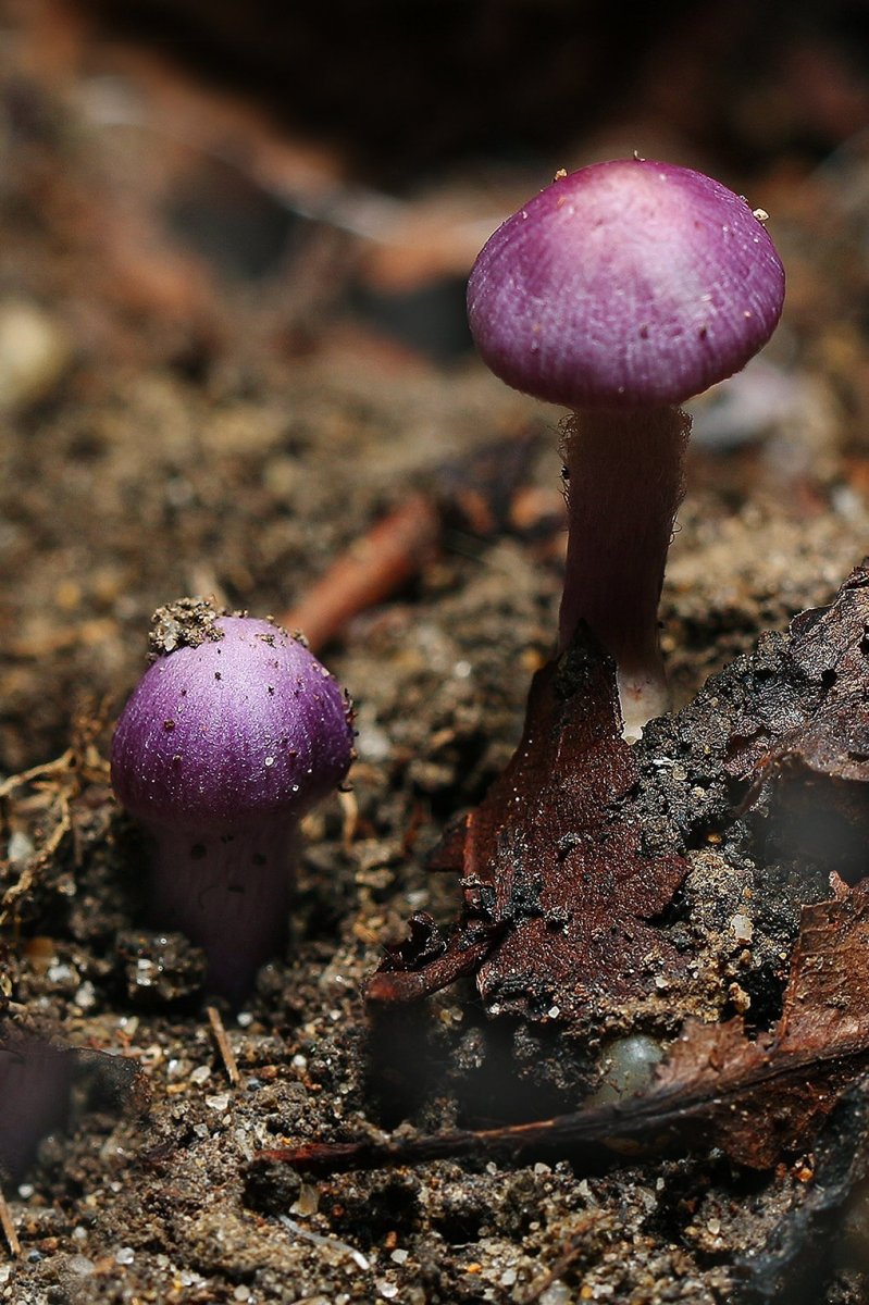 IMG_1241-1 копия паутинник фиолетовый.jpg