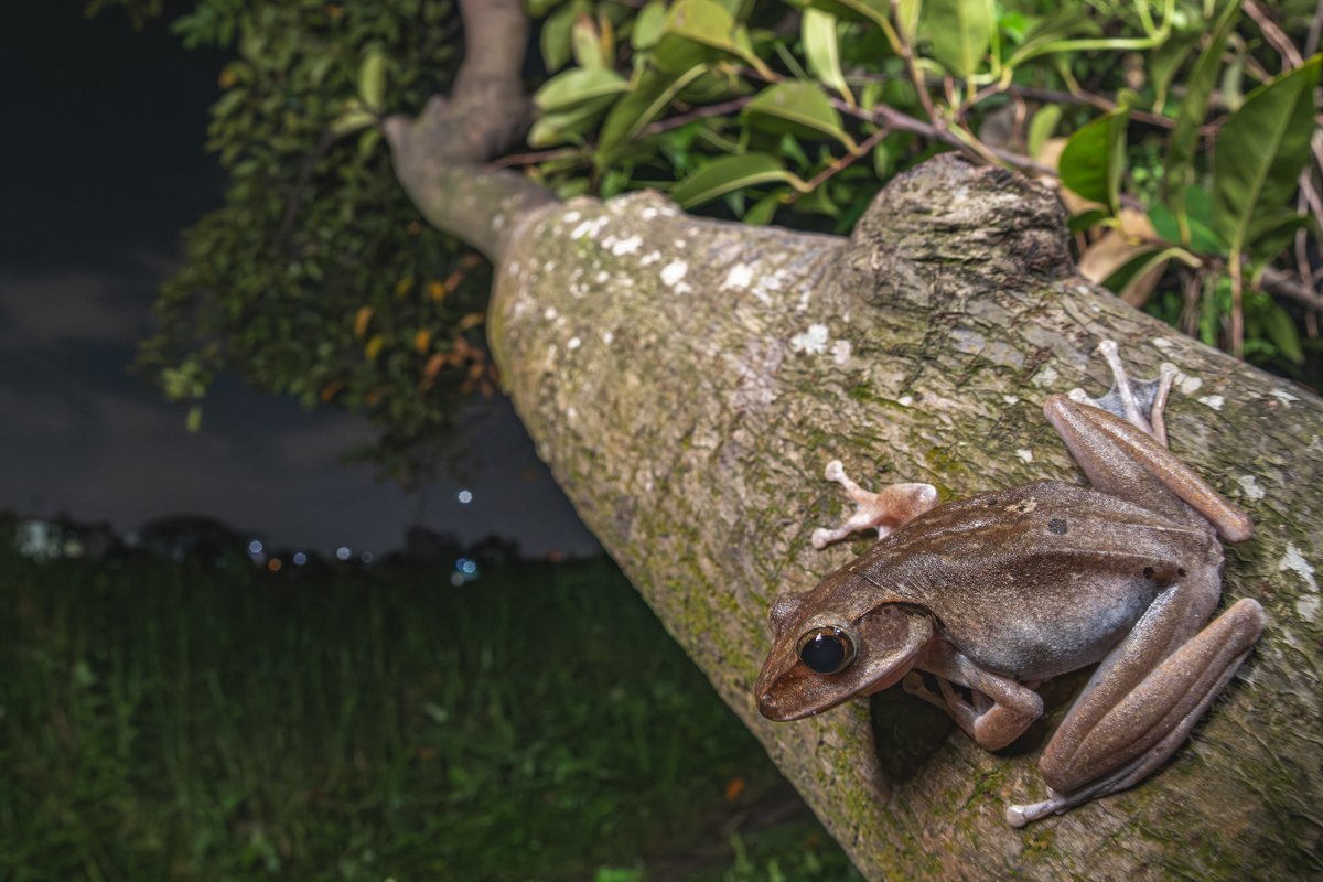 Миниконкурс марта «Жизнь вокруг дерева»