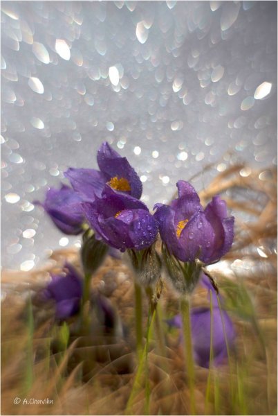 Plants and mushrooms