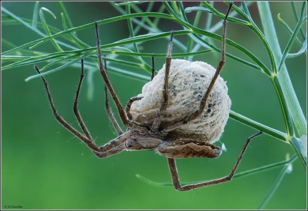 Своя ноша не тянет ).jpg