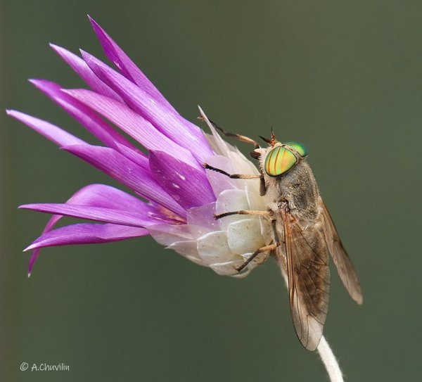 Красивоглазый ).jpg