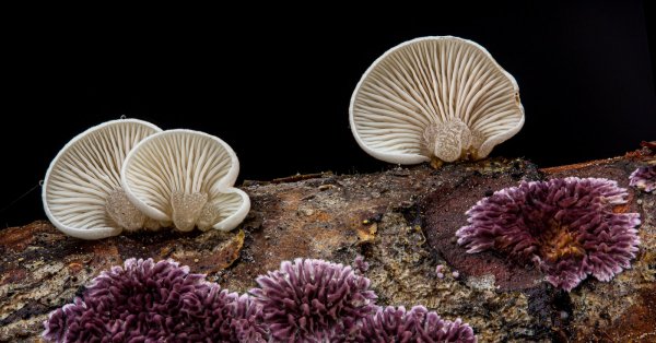 Бревно и грибы.