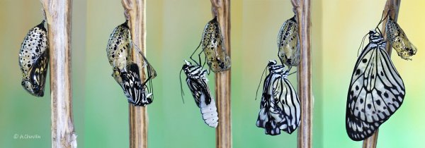 Чудо рождения. Idea leuconoe E..jpg