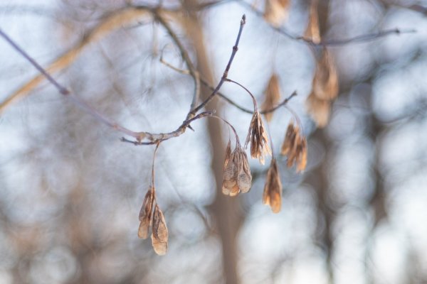 Крылатки клена