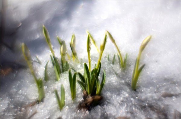 Запах проталин.jpg