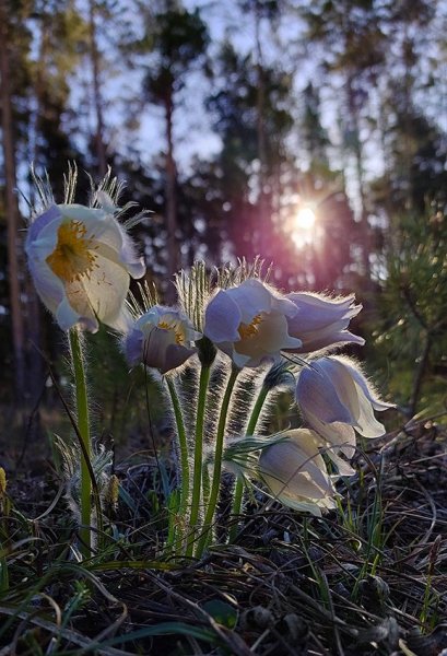 Plants and mushrooms