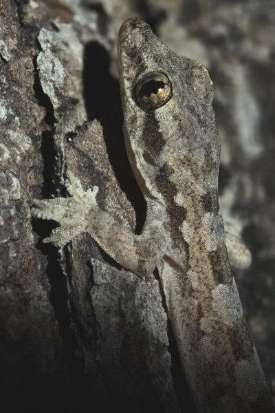 Плоскохвостый домовой геккон