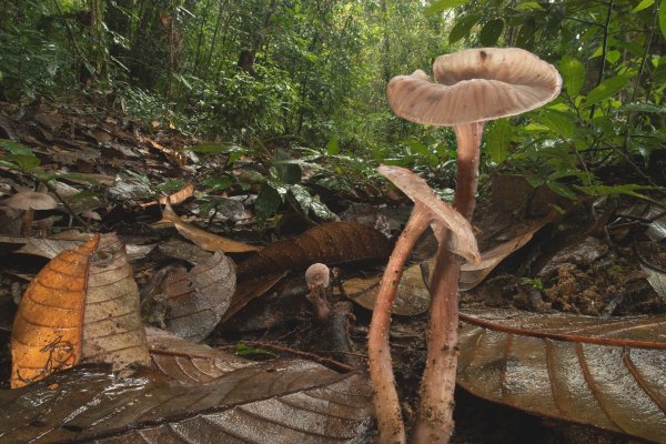 Среди лесной подстилки