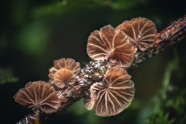 Разложим даже тонкие ветки