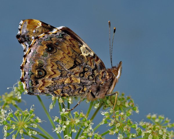 Vanessa atalanta , красный адмирал...