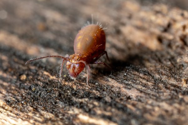 на пастбище