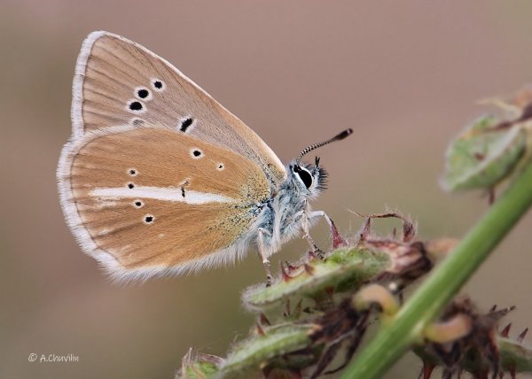 A.damon D.& Sch. Армения.jpg