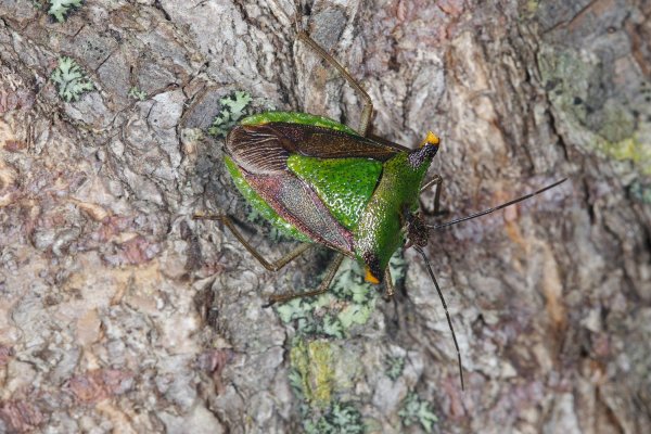 Acrocorisellus serraticollis (Jakovlev, 1876).