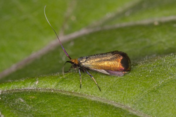 И опять Моль!