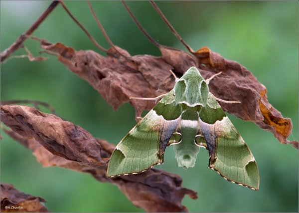 Akbesia davidi  O. Армения.jpg
