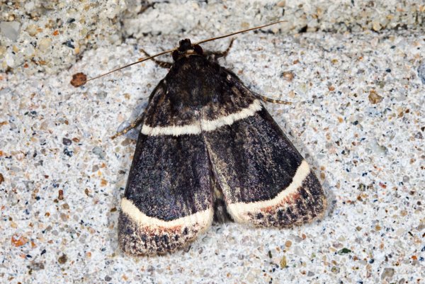 Совка Amphipyra tripartita Butler, 1878. Приморский край, п-ов Гамова.