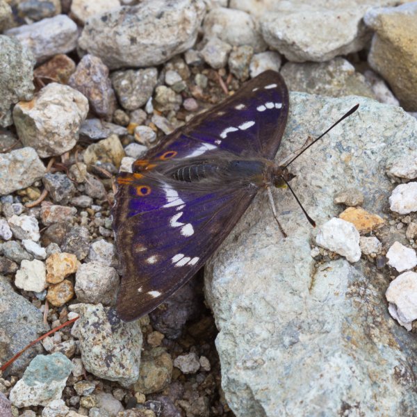 Где тут полезные минералы?