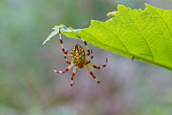 В ожидании.