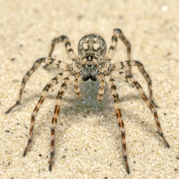 Они уже здесь.