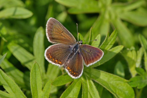 Голубянка изменчивая - Aricia artaxerxes (Fabricius, 1793).