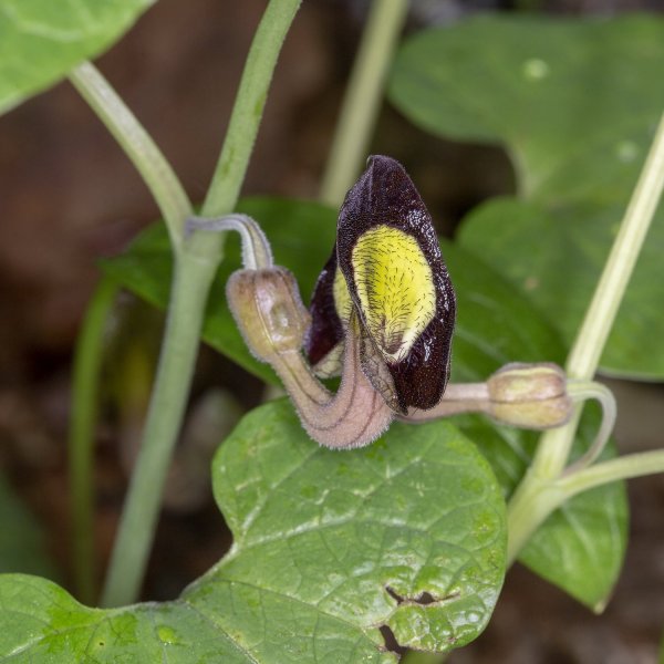 Plants and mushrooms