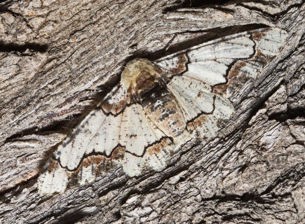 Почти замаскировалась.