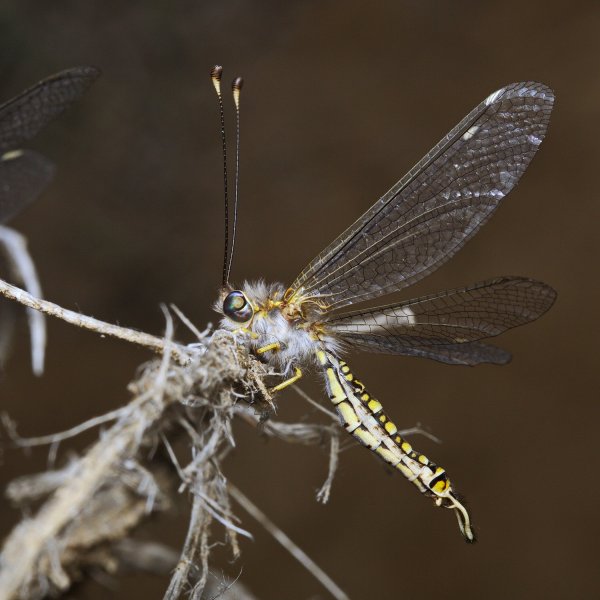 Усатый, крылатый и глазатый )))