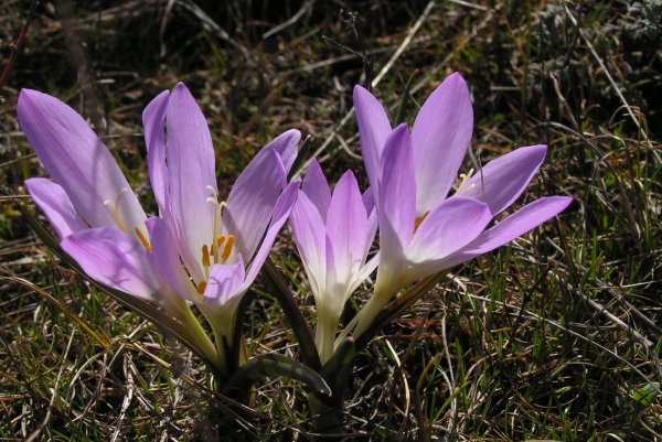 Plants and mushrooms