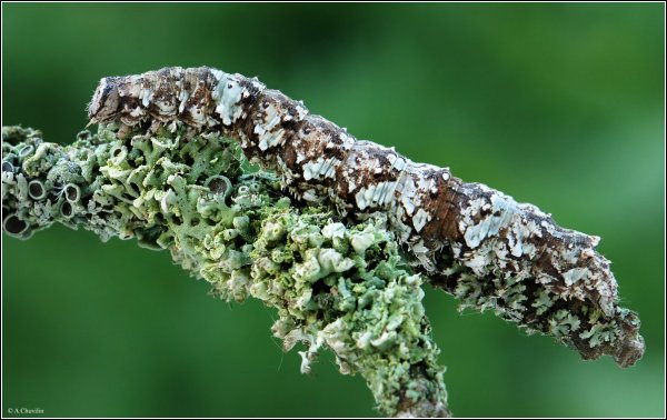 C.promissa D&Sch larva.jpg