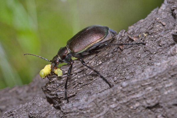 Красотел-инквизитор - Calosoma (Acalosoma) inquisitor (Linnaeus, 1758).