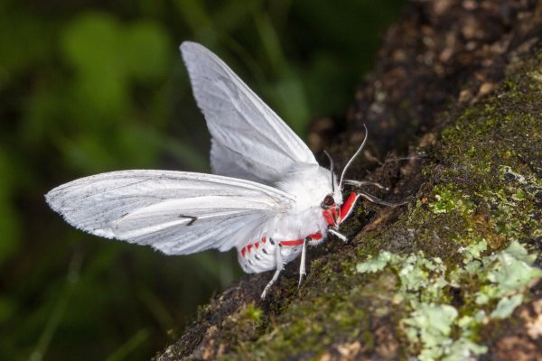 Снежная королева.