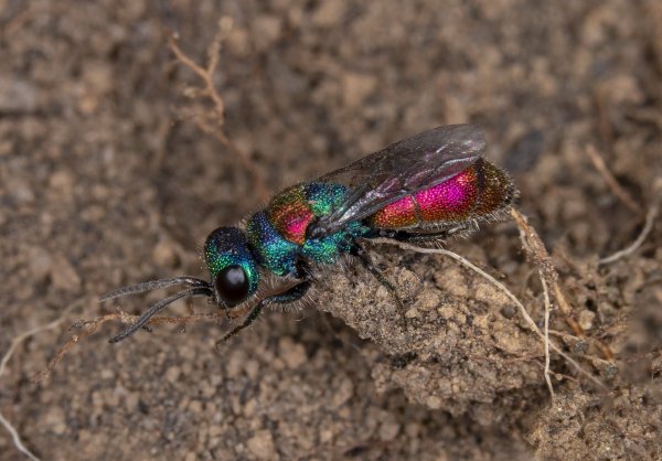 На зависть Фаберже.