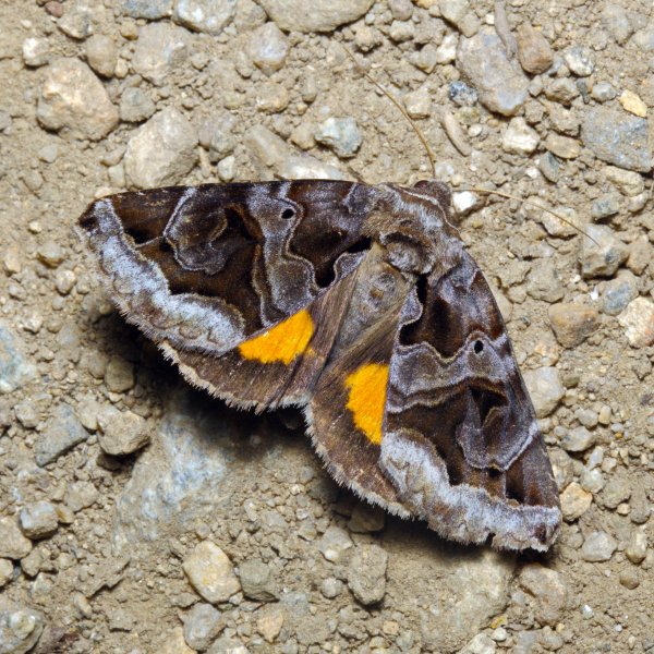 Chrysorithrum flavomaculata (Bremer, 1861).jpg