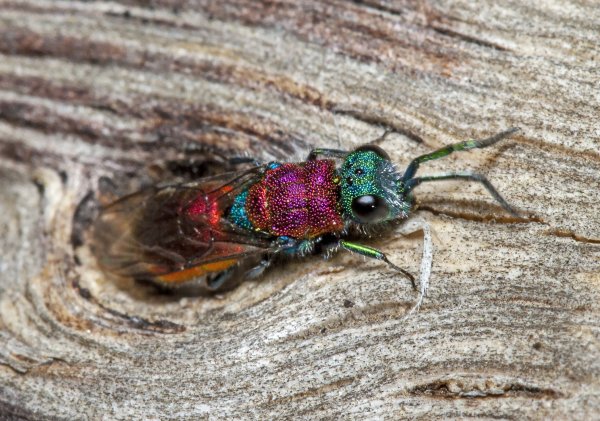 С таким камуфляжем только в окопе сидеть.