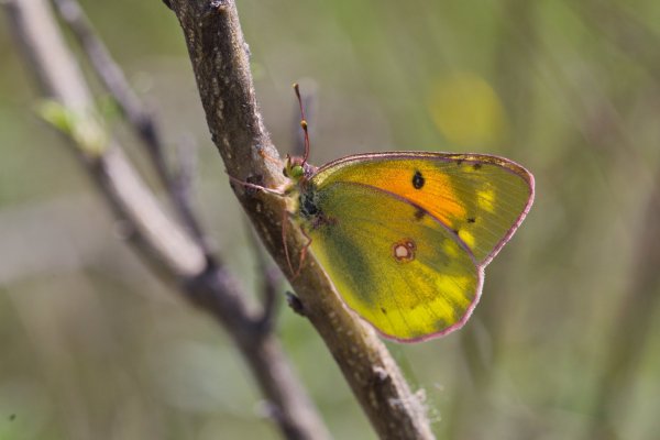На просвет.