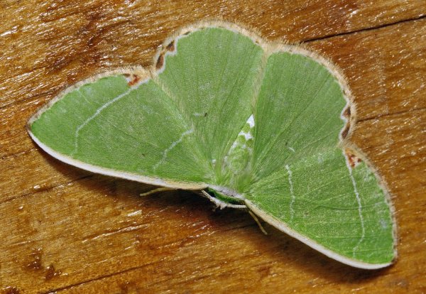 Пяденица Comibaena amoenaria (Oberthur, 1880).