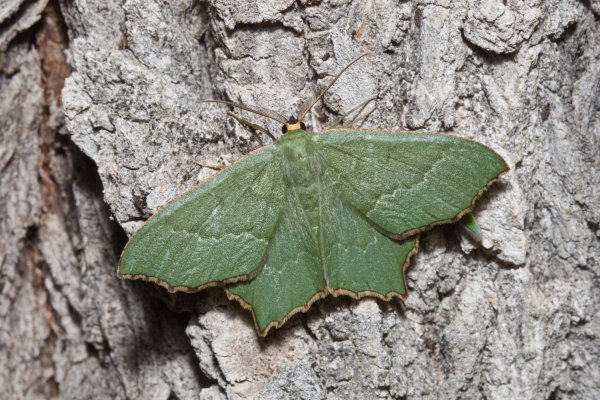 Пяденица Culpinia diffusa (Walker, 1861)
